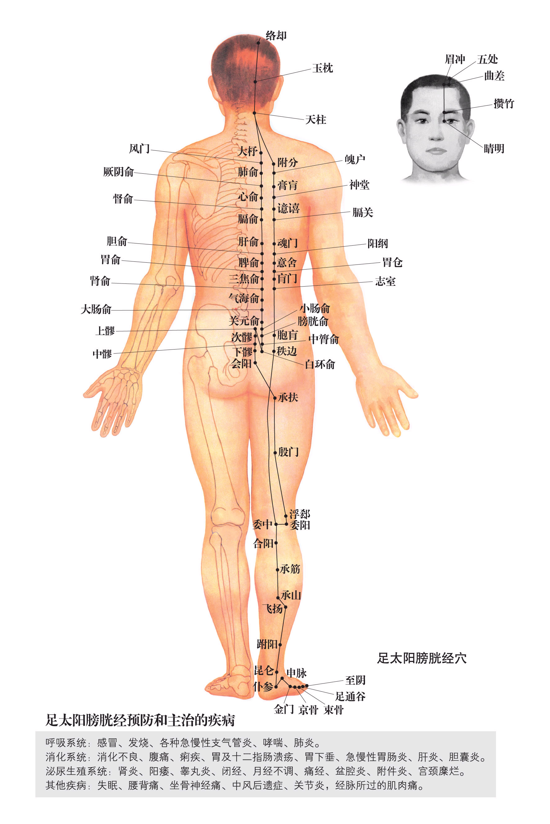 人体十二条高清经络图